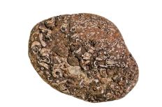 White and brown speckled Crinoid-shaped fossil segments surrounded by hues of brown rock.
