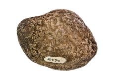 Beige textured Crinoid-shaped fossil segments embedded in light brown rock with a dark brown border.