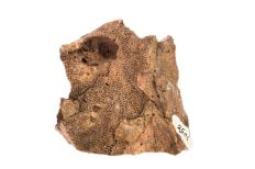 Tan cluster of eroded rock with box-shaped textured markings and a hollow hole imprinted near the top left corner.