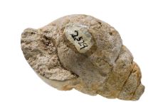 White, tan and gray shell-shaped fossil with a high-spired snail.