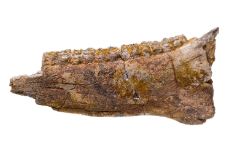 Horse jawbone-shaped fossil with teeth-like formations at the top embedded in brown rock with speckles of yellow all throughout.
