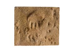 Mammal-like reptile track markings scattered across a tan sand-dune like rock.
