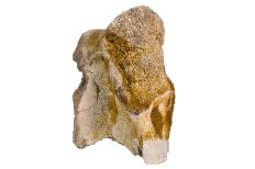 Mammoth leg bone-shaped fossil with hues of tan and white mixed throughout.