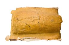 Mammoth tusk fossil encompassed in a burnt yellow plaster jacket. 