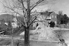 Leaf-less tree with icicles hanging from two lower branches with a paved road and houses in the background. 