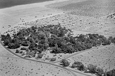 Aerial view of large group of trees surrounded by desert and paved roads.