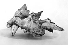 Skull of a lion pointed teeth.