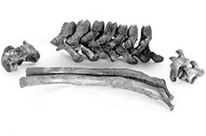 Vertebrae and coastal rib bones of a sloth laid out to illustrate it's shape.