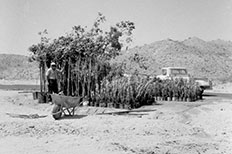 Man poses in a desert landscape next to a group of trees and plants that need planting with gardening tools at his feet and a parked pick-up truck on the right side. 