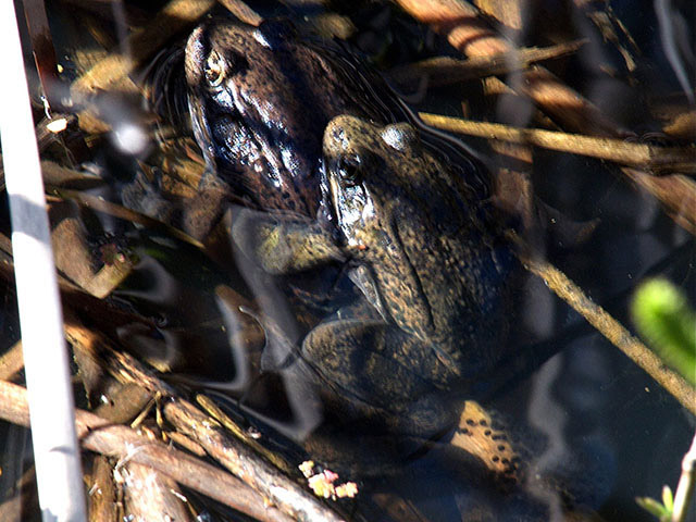 In the water, a speckled green and brown frog on top of a reddish brown frog, among dead reeds with an egg mass under water. 