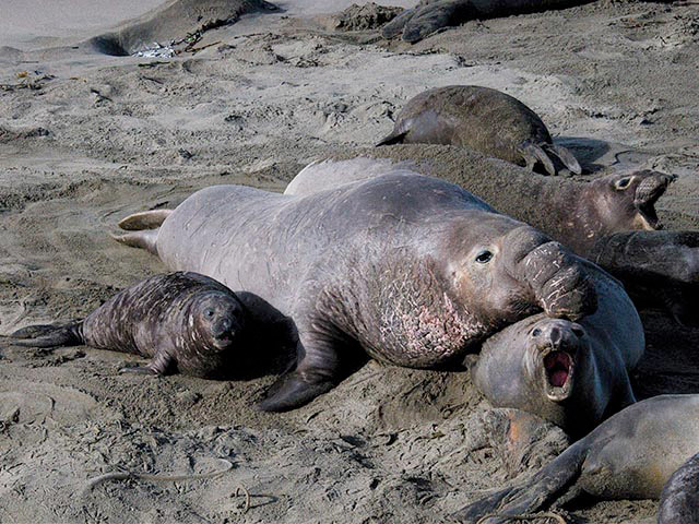 All photos in this gallery are in color. A male elephant seal lies on the sandy beach with a female and some young seals. The male has a large clumbsy, fleshy protrusion off the front of his nose.