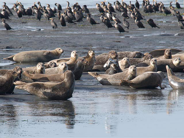 More than a dozen harbor seals lie on the wet mudflats. They pose with their heads, tails, and flippers lifted off of the ground.
