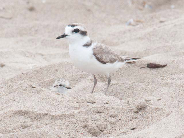 A small shorebird stands, protecting its chick that blends into the beige sand. The snowy plower is mostly white, with sandy beige wings, tail, and markings on its head and neck.