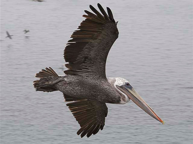 A brown pelican flies over the water. This large bird has a long light-colored head and neck neck, that folds back onto its body as its flies. They have thick broad dark wings, and a long orange-tipped beak.