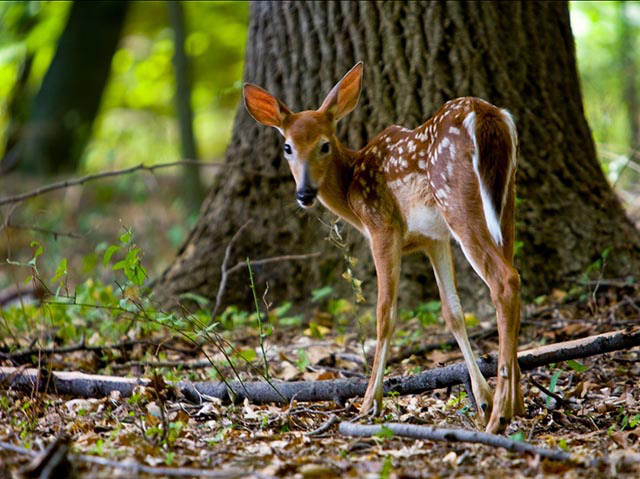 A young reddish-brown deer fawn with white spots standing in the forest.