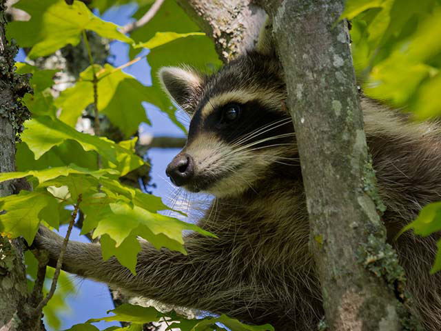A grey raccoon climbing in a maple tree. The raccoon’s mask-like black eye patches are outlined with white fur.