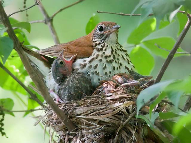 The female wood thrush has a reddish brown head, back and wings. Her belly is white with brown spots almost in rows. The mother wood thrush sits on a nest in a tree with two sleeping brown chicks and one larger grey chick begging for food.