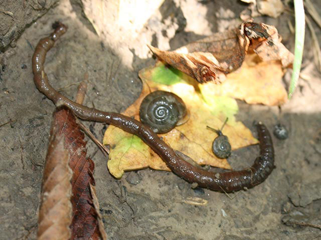 The ground in a forest has dirt, leaf litter, snails, and an exotic earthworm.