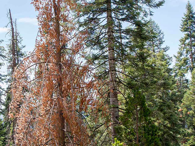 A forest with mostly green evergreens and one dead tree with orange needles.