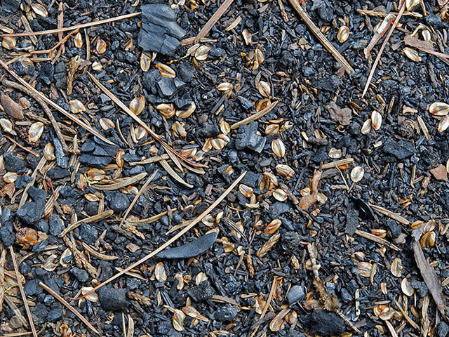 A scattering of light brown seeds on black charred soil. This photo gallery is all color photos.