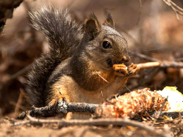 A grey squirrel holds a bit of pine cone in its tiny paws as it eats.