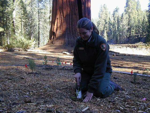 A park ranger plants seedling in a sequoia grove.