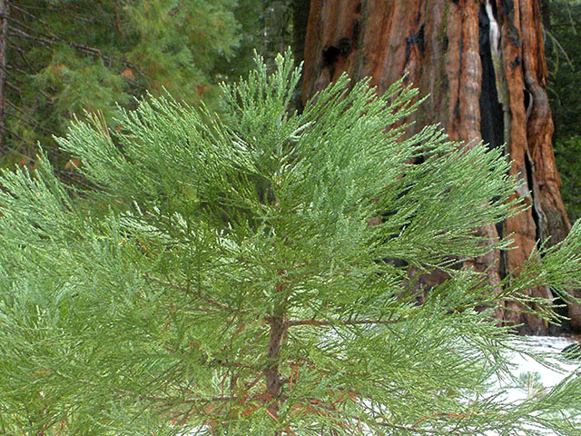 A green sequoia seedling in front of the reddish-orange trunk of a full-grown sequoia.