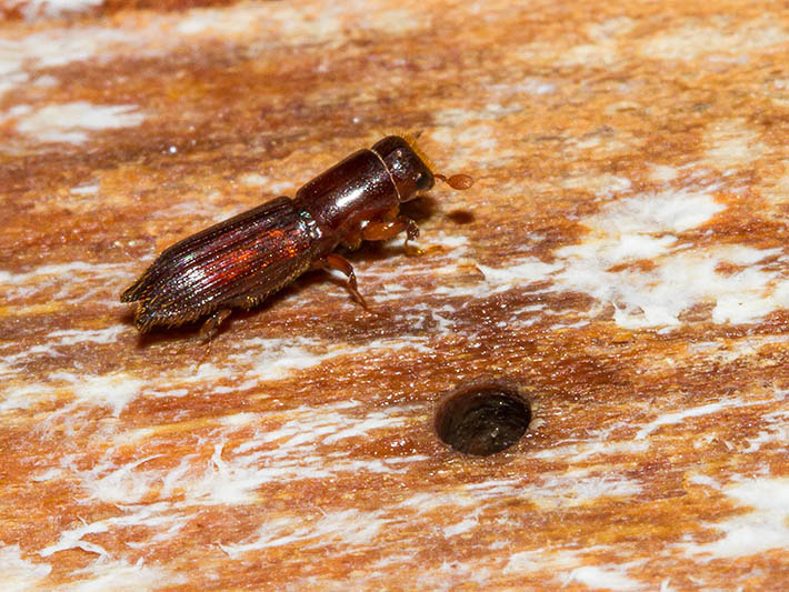 A reddish-brown beetle emerges from a circular hole in a fallen log.