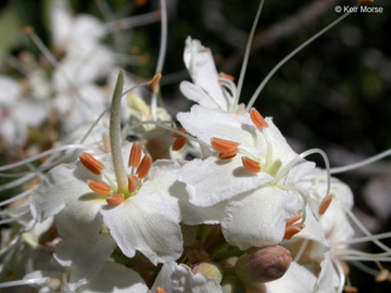 California buckeye flowers by Keir Morse