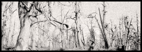 A forest of bare, blighted trees.