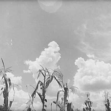 A row of corn