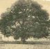 The Emancipation Oak at Hampton University
