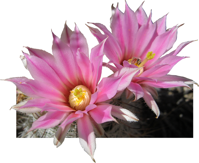 Pink flower blooms from a cactus