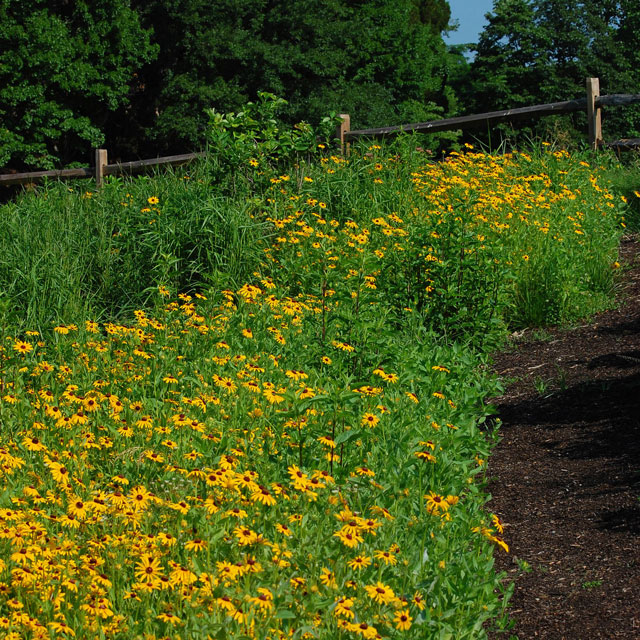 Black-eyed susan