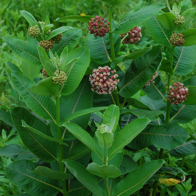 common milkweed