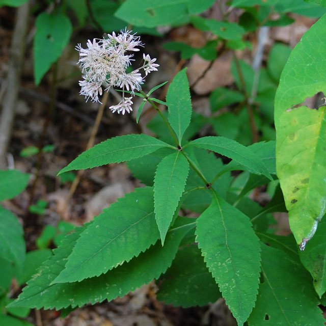 Joe-pye weed