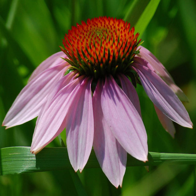 Purple coneflower