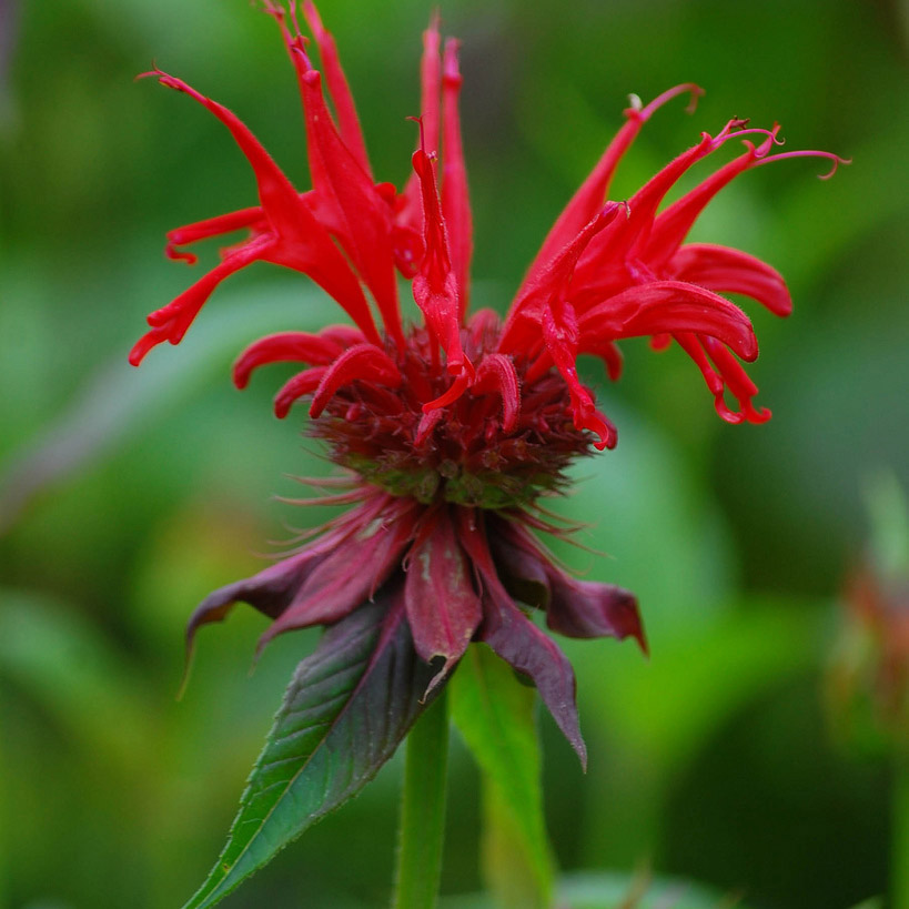 Scarlet beebalm