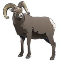 Illustration of a bighorn sheep ram.