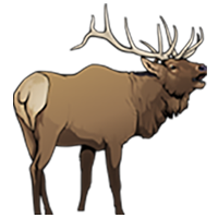 Illustration of a bull elk.