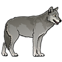 Illustration of a wolf.