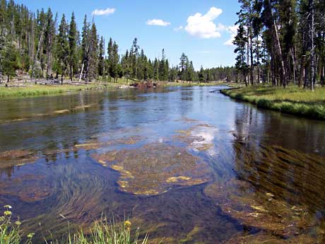 Large swaths of algae sway in the current of the Firehole River
