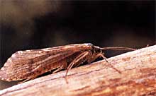 A small caddis fly clings to a branch