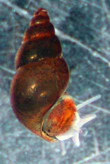 Close up view of a mud snail
