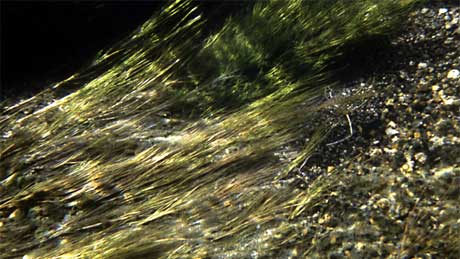 Large swaths of plants sway in the current of the Firehole River