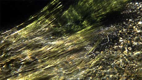 Large swaths of plants sway in the current of the Firehole River