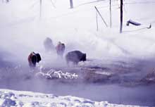 A group of bison forage near a river in winter