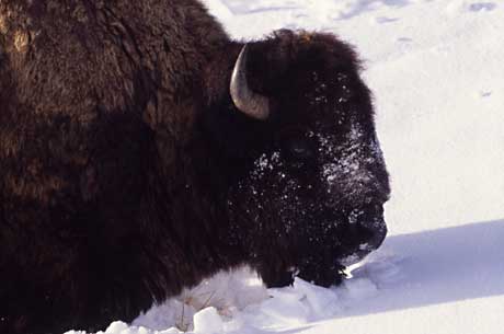 A bison uses its large head to move snow to find food