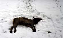 An elk lies dead in the snow