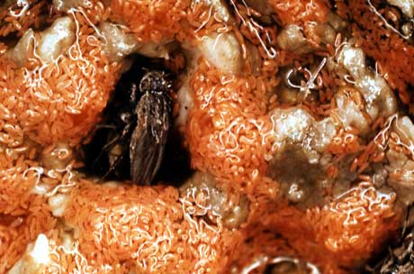 An ephydrid fly and hear larvae dine on bacteria and other microorganisms